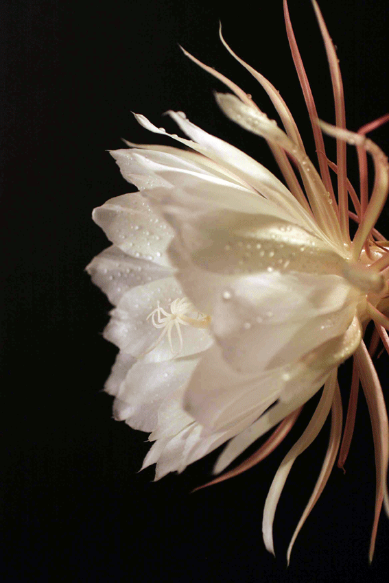 Cereus